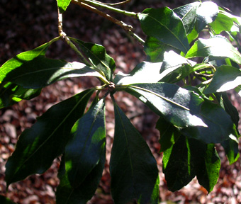 e0029053_3563870.jpg