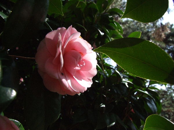 a0009666_812882.jpg