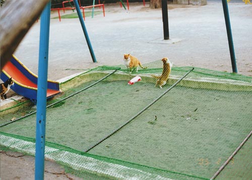 c0088374_0464035.jpg