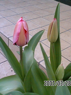 a0056686_22493313.jpg