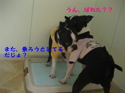 c0092787_11554675.jpg