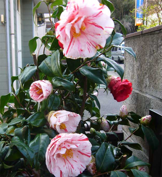e0018604_17161083.jpg