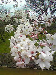 c0103205_20403948.jpg