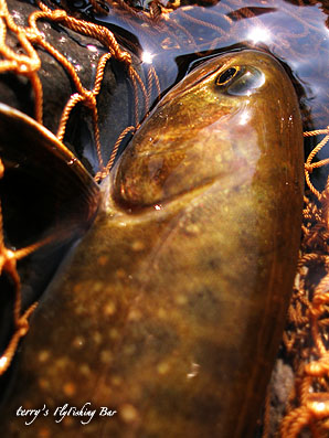 e0009009_2348165.jpg