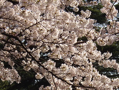 a0091314_1015295.jpg
