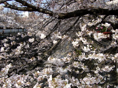 e0084625_91149.jpg