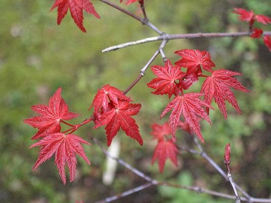 b0084270_157843.jpg
