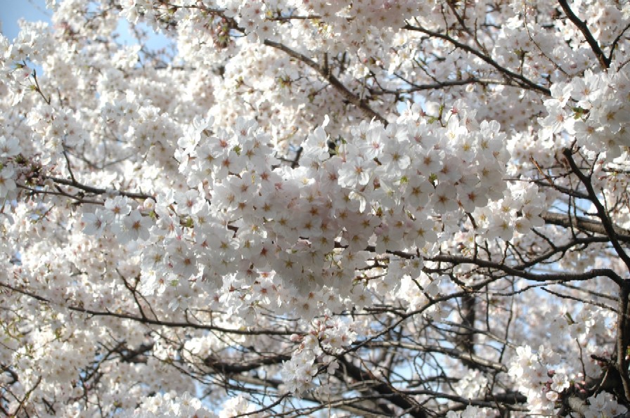 a0099808_23112366.jpg