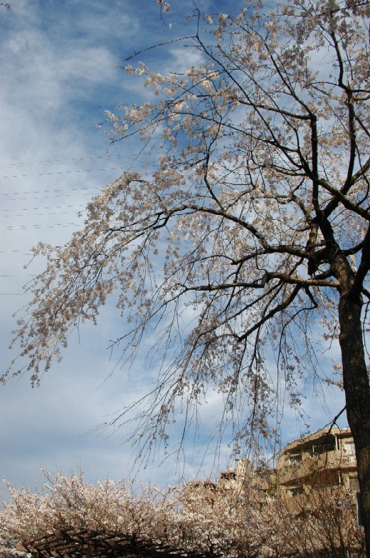 a0099808_2381573.jpg