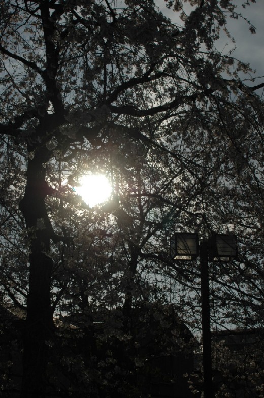 a0099808_238375.jpg
