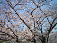 c0115019_23233585.jpg