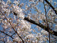 c0115019_2323636.jpg