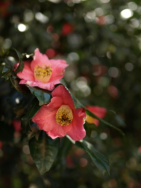 c0109827_23204742.jpg
