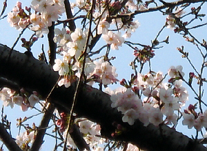 下から見上げた桜の木。半分程度咲いてる桜。満開になったらさぞや綺麗でしょう。