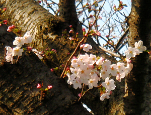 桜の木の幹のところに咲いている桜。黒っぽい木にピンクの花びらが映えています。まだ蕾が多いです。