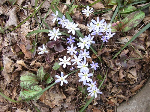 f0003138_11124750.jpg