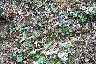 f0003138_11142211.jpg
