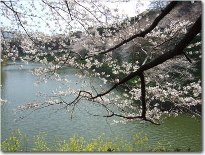 3月29日千鳥が淵