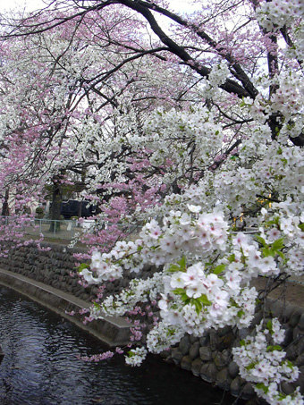 a0001354_22554139.jpg