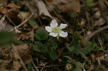 e0054067_203434.jpg