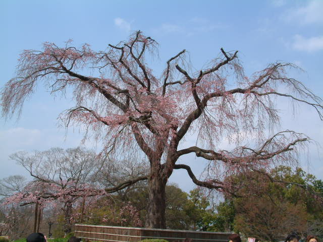 b0044296_1144261.jpg