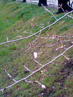 d0003116_0161338.jpg