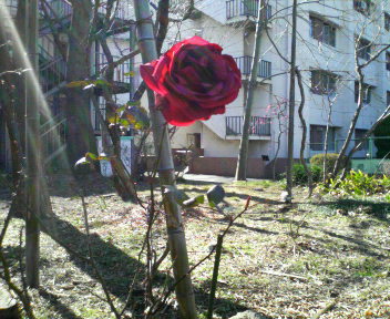 d0071228_2343568.jpg