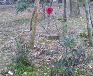 d0071228_234721.jpg