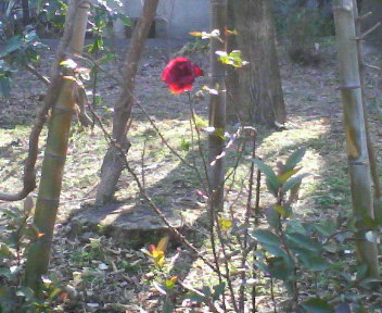 d0071228_2349517.jpg