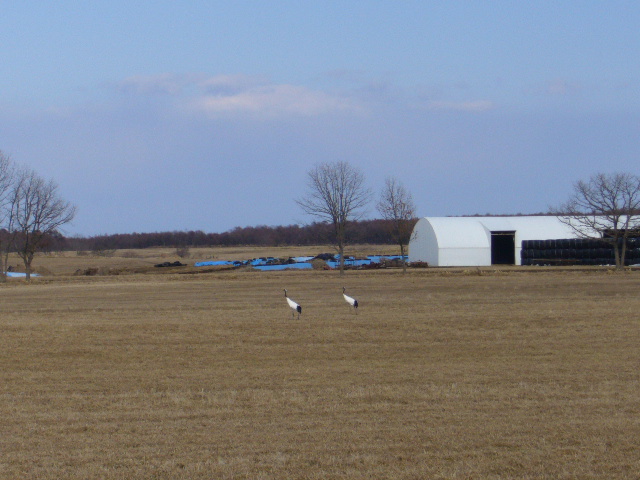 d0089329_23494377.jpg