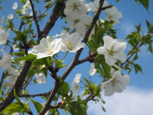 見た目には桜なの？と疑問に思うような白いあっさりした花びら。青い空を背景に、真っ白な花びらが際立っています。