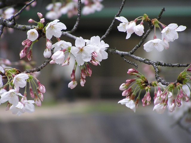 b0016836_22105214.jpg