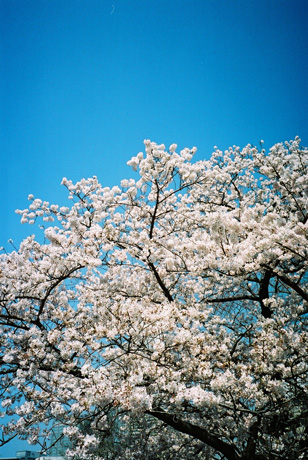 b0031237_851830.jpg