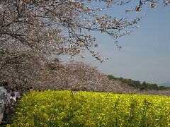 a0073838_22403668.jpg