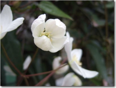 4月1日白い花1