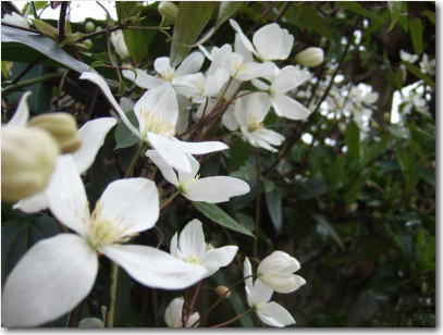 4月1日白い花2