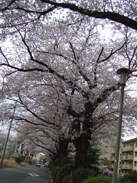 c0071545_1472643.jpg