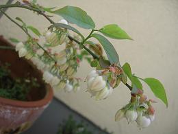 c0098050_19372837.jpg