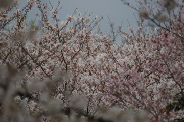 e0095468_1515537.jpg