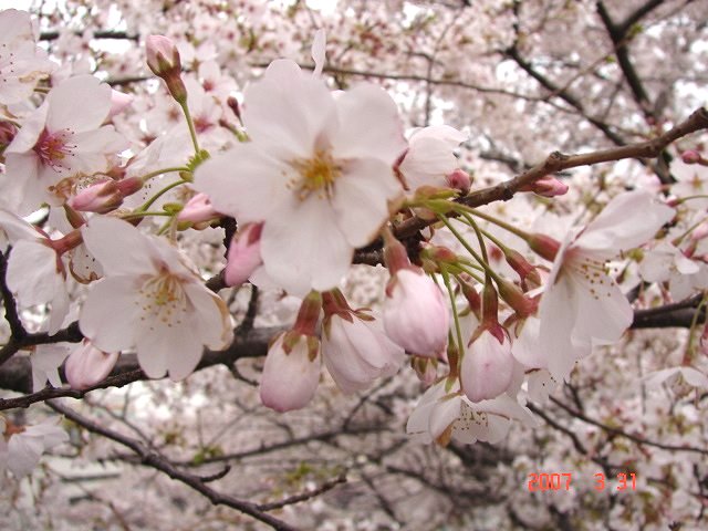 f0104277_746223.jpg