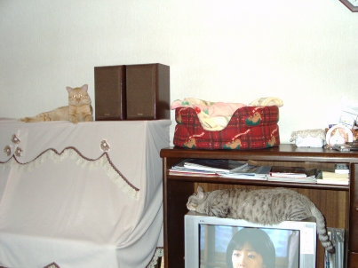 f0121293_18268.jpg