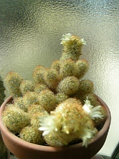 e0098908_1837943.jpg