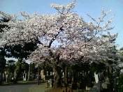 e0031113_922276.jpg