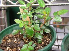 b0031925_15592839.jpg