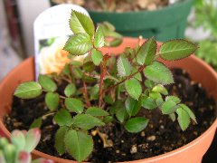 b0031925_15593711.jpg