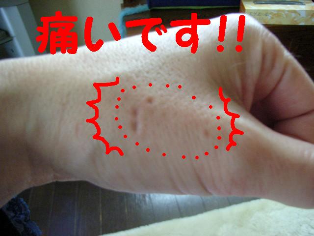 d0081025_163543.jpg
