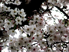 b0080027_1918025.jpg