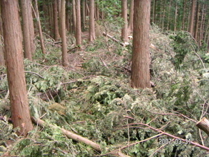 e0002927_161396.jpg