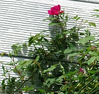 d0037729_11111238.jpg
