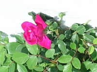 d0037729_11114927.jpg